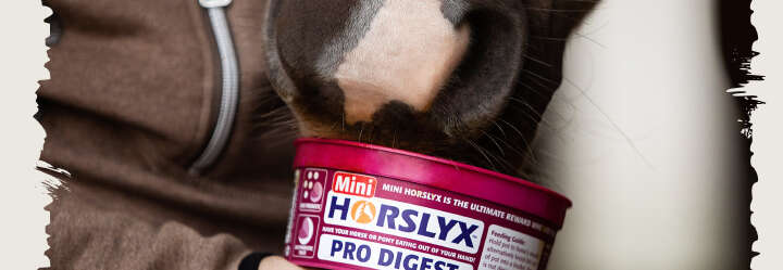 einstiegsbanner pferd ergaenzungsfutter horslyx derby